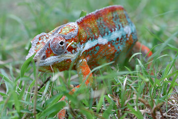 Panther chameleon walking on a grass © DS light photography