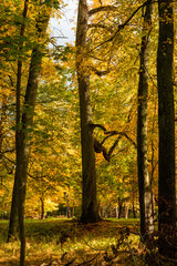 Obraz premium Beautiful sunny autumn landscape of forest in Latvia. Seasonal scenery of Northern Europe.