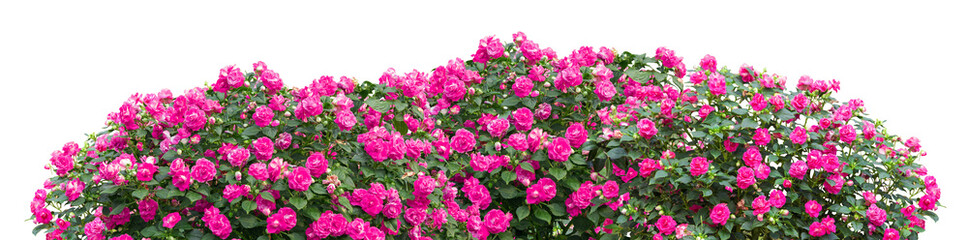 Fototapeta premium Tropical plant bush shrub pink flower green tree isolated on white background. This has clipping path.