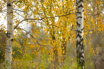 Fototapeta premium A beautiful autumn landscape with gold colored birch trees in Latvia. Seasonal scenery of Northern Europe.