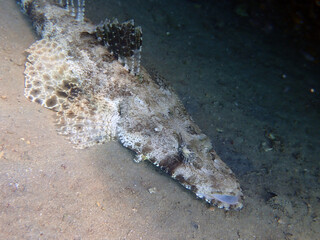 Tentacled flathead crocodile fish - (Papilloculiceps longiceps) 