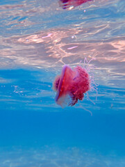 Cephea cephea, also known as the crown jellyfish, or cauliflower jellyfish
