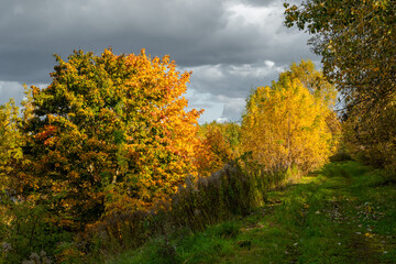 Beautiful autumn scenery with maple trees in Latvia.