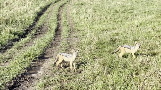 Two black-backed jackals are very curious and come in close to check out the camera in the early morning light