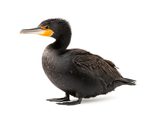 Obraz premium cormorant stands gracefully on white background, showcasing its sleek black feathers and distinctive yellow throat patch. This bird exudes sense of calm and elegance