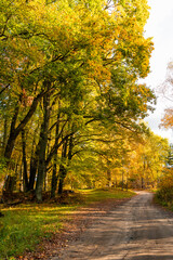 Beautiful sunny autumn day landscape fith gold colored trees and a small road in Latvia. Seasonal scenery of Northern Europe.