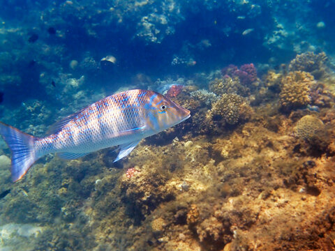 Lethrinus nebulosus, the spangled emperor underwater into the Red sea