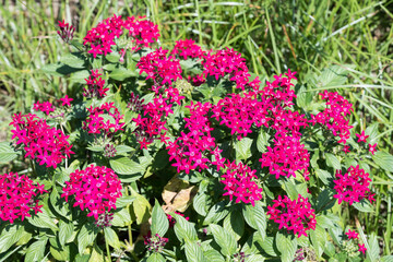 Beautiful Star Cluster (pentas lanceolata) flowers.