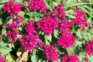 Obraz premium Beautiful Star Cluster (pentas lanceolata) flowers.