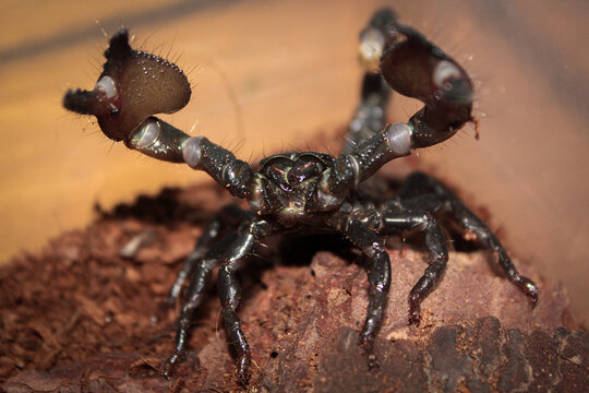 scorpio forest rainforest macro closeup claws chelicerae pincers pandinus heterometrus