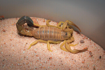 desert yellow scorpio macro closeup Androctonus australis