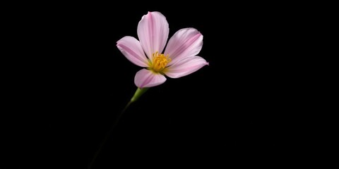 Obraz premium A single pink flower with delicate petals blooms against a stark black background, its vibrant yellow center a captivating focal point.