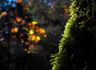 Musgo en corteza de &aacute;rbol en oto&ntilde;o