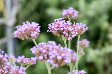 Beautiful Brazilian Verbena (Verbena brasiliensis) flowers.