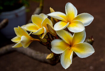 Fototapeta premium Plumeria and hibiscus flowers from Hawaii Koko Crater Botanical Garden