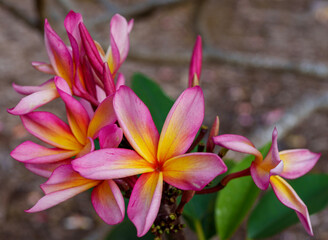 Plumeria and hibiscus flowers from Hawaii Koko Crater Botanical Garden