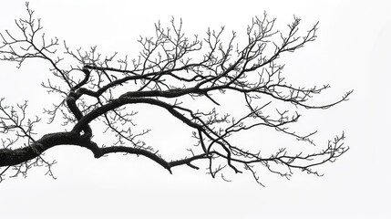 Obraz premium Silhouette of tree branch on white backdrop