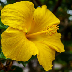 Plumeria and hibiscus flowers from Hawaii Koko Crater Botanical Garden