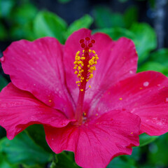 Plumeria and hibiscus flowers from Hawaii Koko Crater Botanical Garden