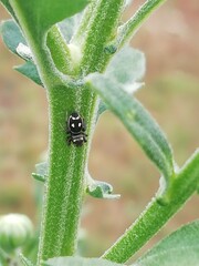 Heliophanus apiatus. Araña saltadora en una planta de crisantemo. 