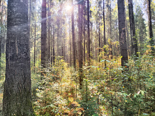 Fototapeta premium Sunlight filtering through tall trees in a serene forest during autumn foliage season