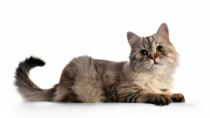 Obraz premium Beautiful domestic young cat lies on white background.