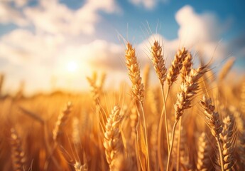 Obraz premium Golden wheat field bathed in sunset with closeup grain ear