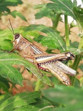 Caelifera. Saltamontes en una planta de crisantemo. Langostas. 