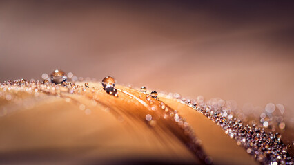 goutte d'or 2