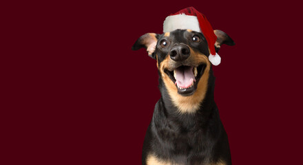 Shelter happy black dog smile with christmas santa hat isolated on red background 