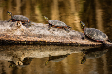 Three painted turtles basking in autumn sunshine, reflections cast in the pond water in Horicon National Wildlife Refuge, Wisconsin
