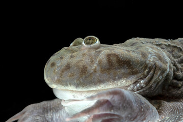 Fototapeta premium close up of a Budgett's Frog (Lepidobatrachus laevis) on a black background