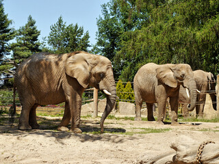 Fototapeta premium Elephants are the largest African animals in the ZOO