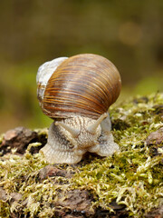 Snail in moss close up view