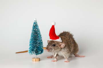 Gray Rat in a red Santa Claus hat. Mouse and Christmas tree. Pet isolated on white background. New Year holiday concept