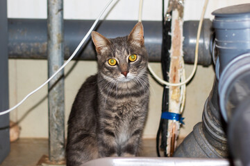 A cute cat is comfortably sitting beneath a sink, gazing at the camera