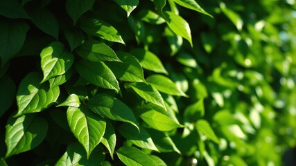 Fototapeta premium A lush green foliage wall, with vibrant leaves layered to create a depth of color and texture.