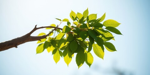 Obraz premium A branch of a tree with vibrant green leaves, illuminated by sunlight, reaching toward a clear blue sky.