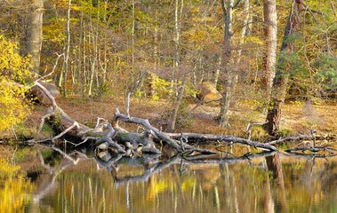 Indian Summer am Bärensee, Stuttgart