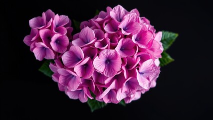 Fototapeta premium A cluster of delicate pink petals unfolds in a vibrant bouquet, showcasing nature's intricate beauty against a stark black backdrop.