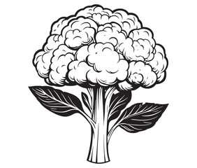 Cauliflower isolated on white, Hand drawn broccoli coloring page, Hand drawn illustration of cabbage
