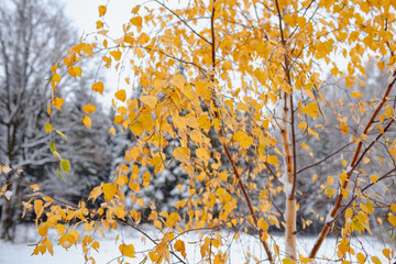meeting of autumn and winter