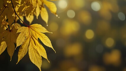 Obraz premium autumn leaves on the tree