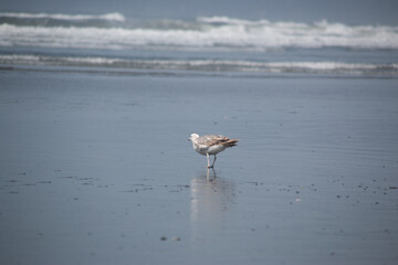 Seagull inspecting sea