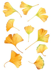 Hand-drawn watercolor illustration of ginkgo leaves in soft yellow and orange hues, featuring delicate details and a natural, elegant design.