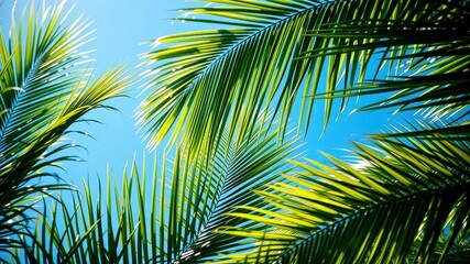 Fototapeta premium Palm fronds reach up towards a bright blue sky, their vibrant green leaves creating a natural frame for the summer sun.