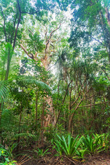 Obraz premium Tropical rainforest in Daintree River National Park in Queensland, Australia. 