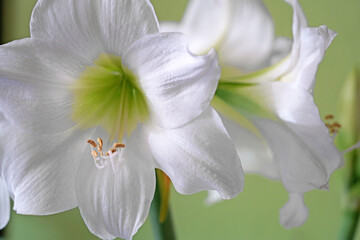 Amaryllis wei&szlig;