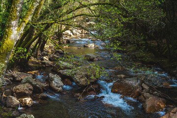 Obraz premium forest stream, surrounded by moss-covered trees and rocks