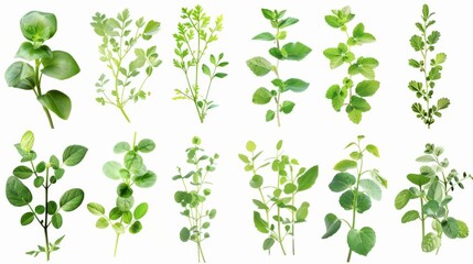 Green Leaves Collection: Fresh Herbs & Botanicals